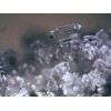 Микроскоп стереоскопический Bresser Erudit ICD 20x/40x модель 74313 от Bresser